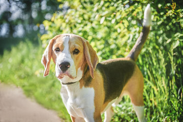 A hunting dog of the beagle breed performs the commands of its owner, dog training