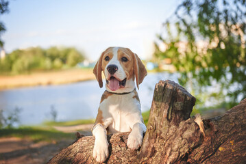 Portrait of a cute beagle dog on the lawn