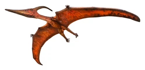 Afwasbaar Fotobehang Dinosaurus Pteranodon is flying. Pteranodon is a genus of Pterosaur and lived during the late Cretaceous period. Pteranodon isolated on white background with a clipping path.