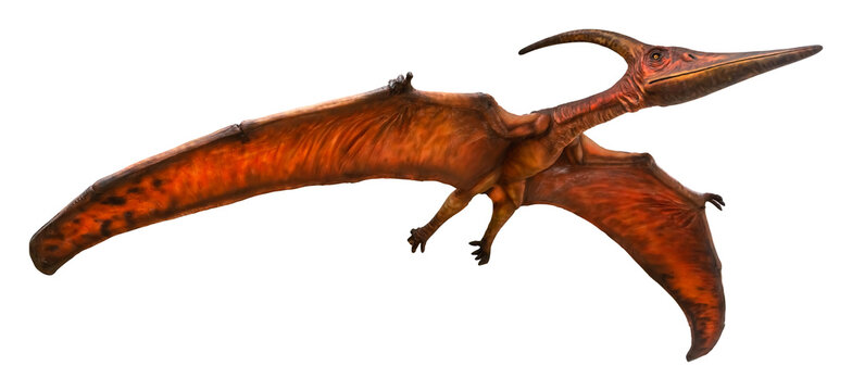 Pteranodon is flying. Pteranodon is a genus of Pterosaur and lived during the late Cretaceous period. Pteranodon isolated on white background with a clipping path.