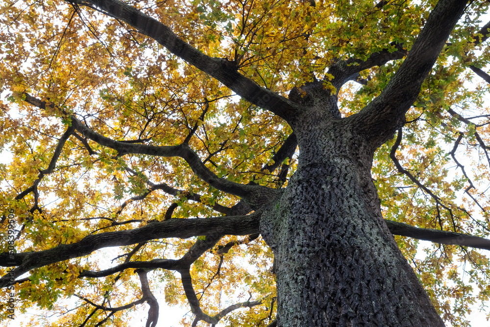 Wall mural bottom view of tree trunk to yellow leaves of big tree in the forest. fresh environment in park. pla