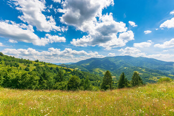 grassy mountain meadow in summer. beautiful countryside landscape on a sunny day with fluffy clouds. trees on the hills