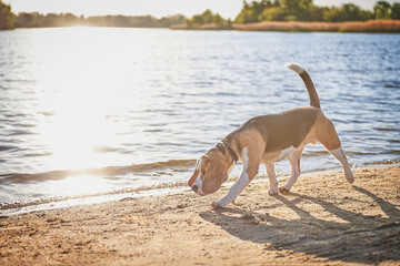 Portrait of a beagle on the beach in the rays of the setting sun