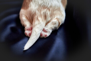 Newborn puppy, tail and paws close-up, free space, space for text