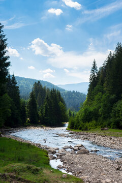 summer landscape with mountain river. nature scenery with forest on the grassy shore with pebbles. water flow winding through valley. sunny weather with clouds on the bright blue sky