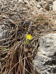 Early spring yellow flower growing, blooming, drying. Selective focus on some flowers as foreground with blurry green grass field, trees, headstones in background. Space to add own text