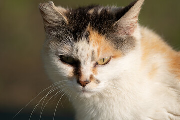 睨む猫　三毛猫