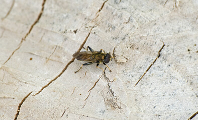 Hover fly on wood