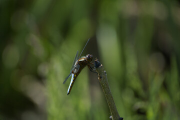 Blue dragonfly macro