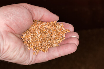 Handful of freshly harvested threshed winter wheat on dark background