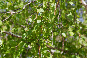 Branches of birch with young leaves and catkins, selective focus