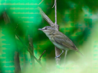 Red-eyed vireo little bird on a branch