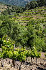 Fototapeta na wymiar Vineyard area in the Priorat region in Tarragona in Catalonia