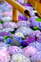梅雨の季節に紫陽花の花手水