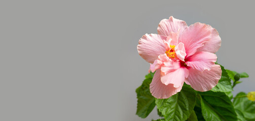 Hibiscus flower blooming on tree on grey background.