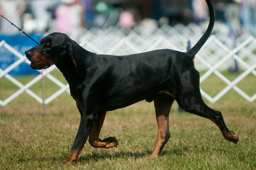 Black and Tan Coonhound in profile view at a dog show