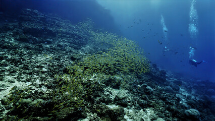 Fototapeta na wymiar Underwater photo of a scuba diver and huge school of fish (Yellow Snappers) at the coral reef. From a scuba dive in Thailand.