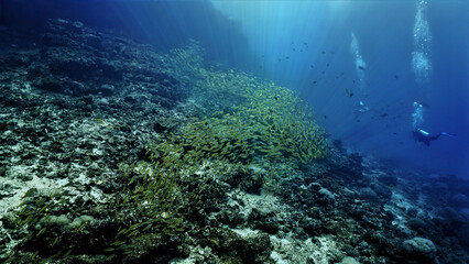 Fototapeta na wymiar Underwater photo of a scuba diver and huge school of fish (Yellow Snappers) at the coral reef. From a scuba dive in Thailand.