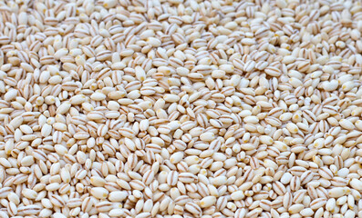 Barley grain background. Close up