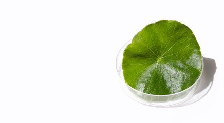 Fresh green centella asiatica leaf in petri dishes on white background.