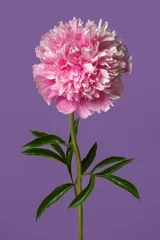 Foto op Canvas Beautiful rose-shaped peony flower in pink color isolated on purple background. © ksi