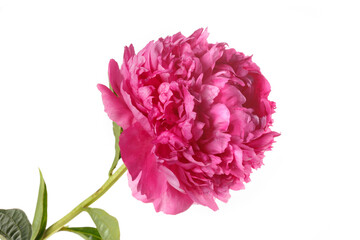 Beautiful pink terry peony isolated on a white background.