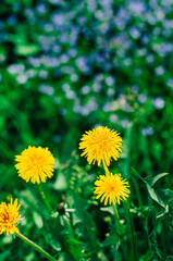 yellow dandelions on green grass