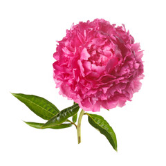 Beautiful pink terry peony isolated on a white background.