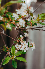 tree flowers