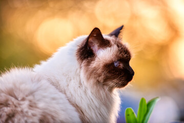 balinese cat in the garden during sunset with creamy orange bokeh background