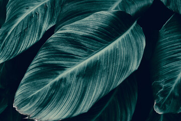 closeup of blue leaf background