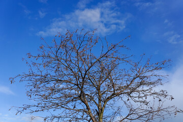 Tree with bare branches against blue sky in spring