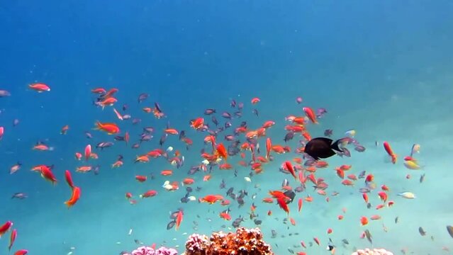 red sea fish and coral reef in Egypt can be used as YouTube shorts or Facebook, Instagram reels  