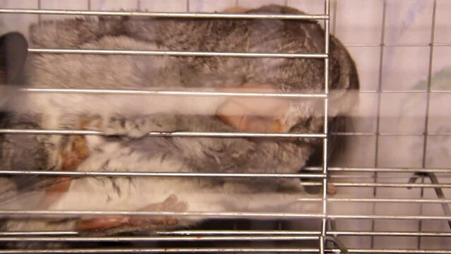 Close-up Of A Grey Chinchilla Laying Behind The Grid In The Cage