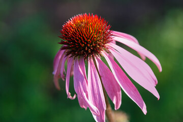 Pink echinacea flower on a sunny day outside.