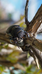 big black beetle on the tree branches 