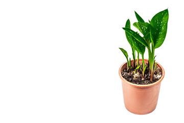 Calla Black Magic in a plant pot isolated on white background. Herbaceous perennial tuberous plant