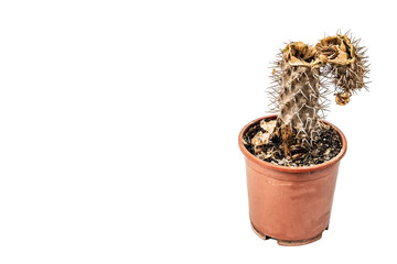 Rotten Pachypodium cactus in a pot isolated on a white background