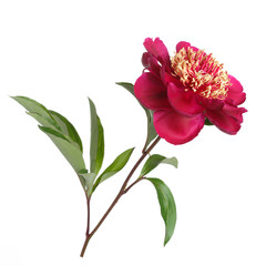 Beautiful red peony isolated on a white background.