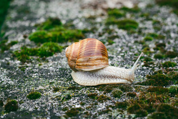 Big Roman snail (Helix pomatia) walking toward over concrete ground covered in moss, close-up, macro shot