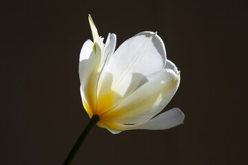 Naklejka na ściany i meble Delicate tulip flower isolated on black background.