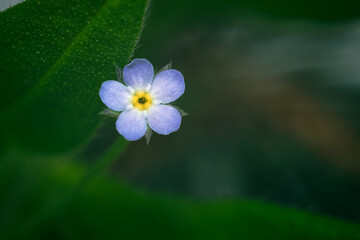 A very small wild flower shot close-up, wild beauty, delicate blue petals and a yellow core, macro still life