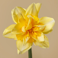 Yellow narcissus flower isolated on beige background.