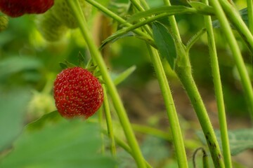 Erdbeeren Erdberernte