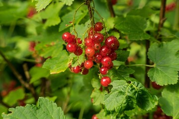 Johannisbeerernte rote Johannisbeere