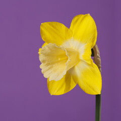 Yellow narcissus flower isolated on purple background.