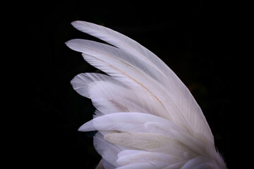 white feather on black background