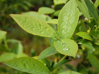 Green foliage of blueberries with dew drops. Close-up. Fresh dew drops on green leaves. Blueberry bushes.