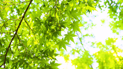 Fototapeta na wymiar 初夏のモミジの葉