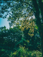 green forest in the morning